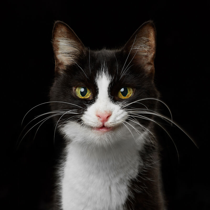 These Are Not Just Cats. They Are All Artists Of The Unique Cat Theater.