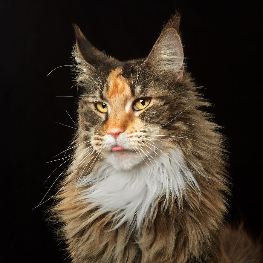 These Are Not Just Cats. They Are All Artists Of The Unique Cat Theater.