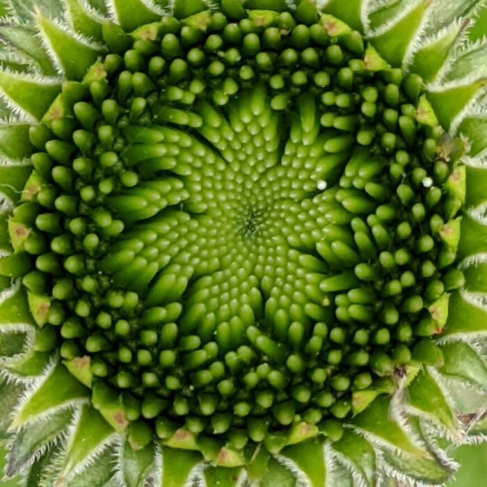 Cornflower Symmetry