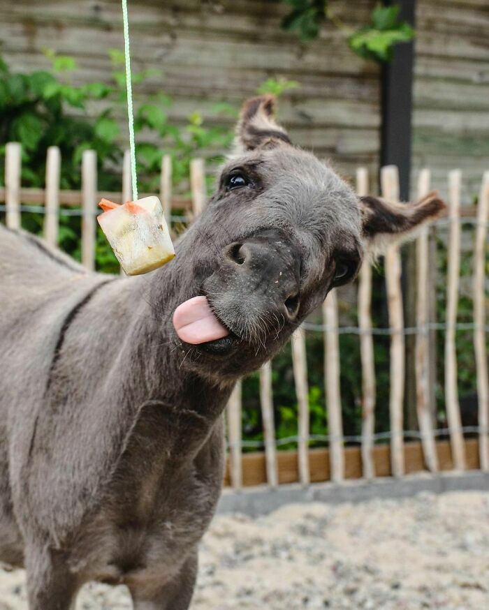 Happy Donkey