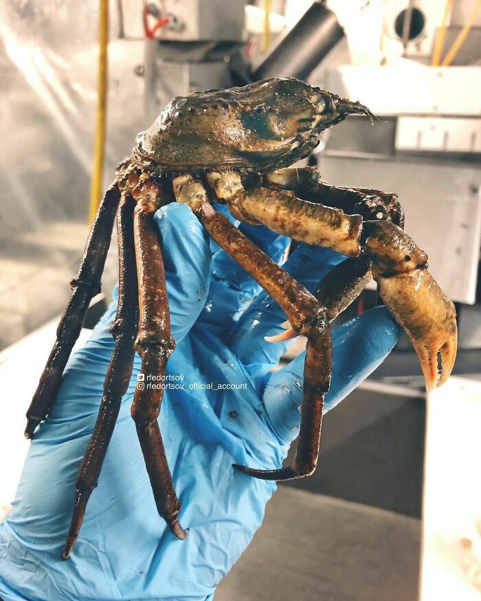 "Such A Crab Could Easily Become The Prototype Of Alien Creatures From The Movie 'District 9'"