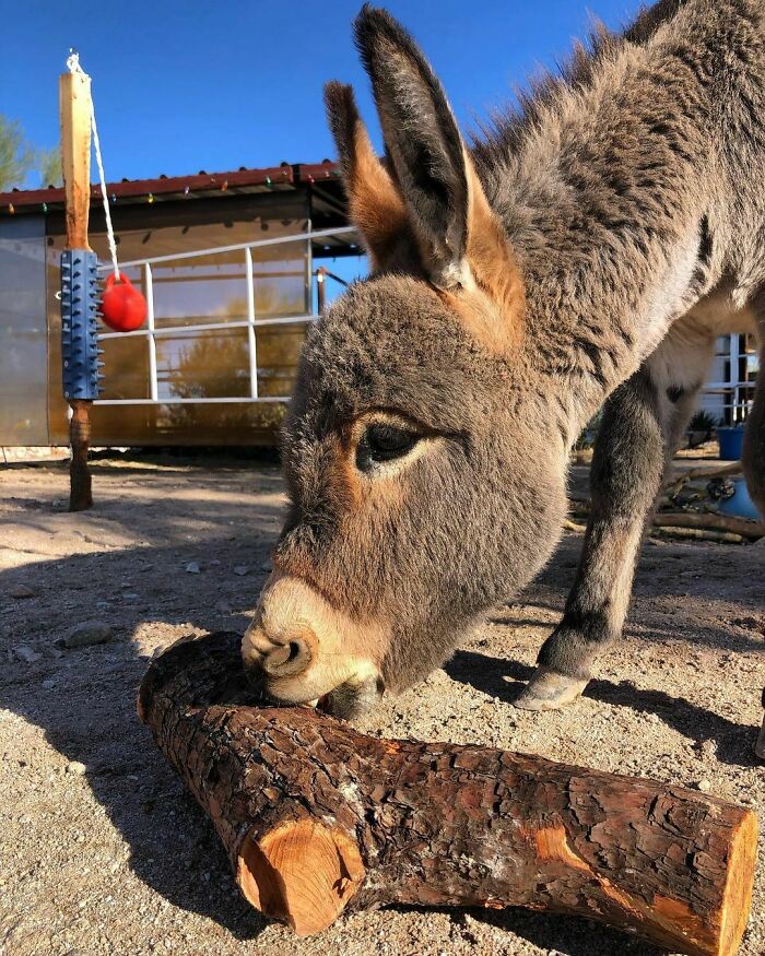 He Really Is A Real Donkey!