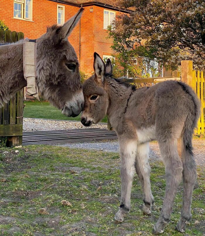 A New Born Baby Donkey And Her Mum Building The Bond