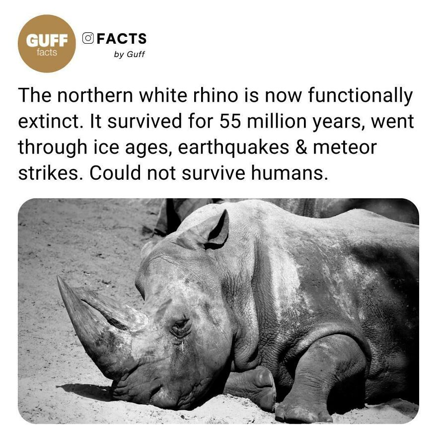 🦏 With The Passing Away Of The Last Male Northern White Rhino There Are Now Just Two Female Northern White Rhino Alive. Despite Best Efforts At Artificial Reproduction, No Success Has Been Achieved. It A Matter Of Time Before This Magnificent Sub-Species Disappears Into Oblivion. ⁠
⁠
_____ ⁠
⁠
⁠
link In Bio To Find Out How Scientists Are Trying To Save The Northern White Rhino From Going Extinct. ⁠