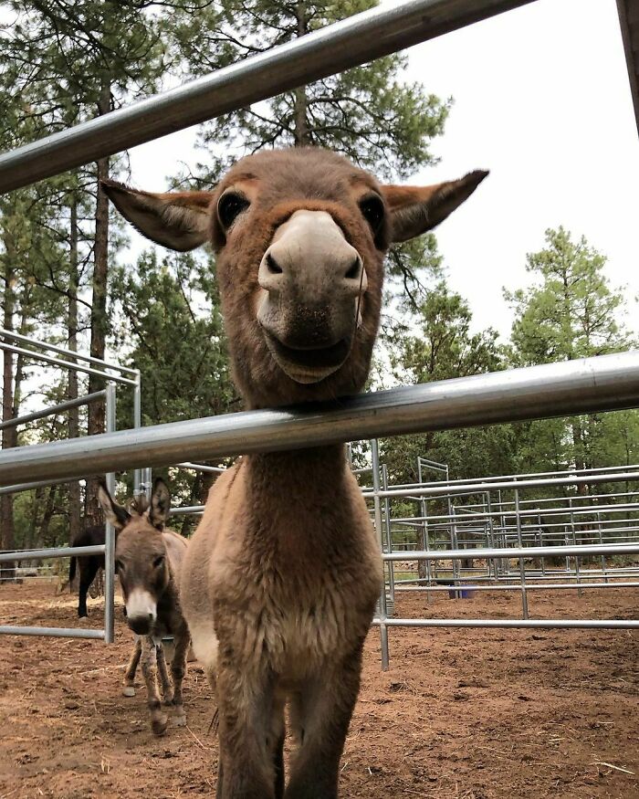 Snoopdonk Has Mastered Happy Forest Donkey Smile!