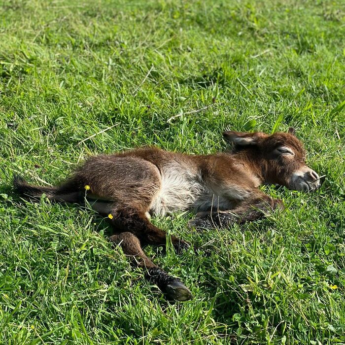 Snoozing In The Sun! He’s Got A Hard Life!