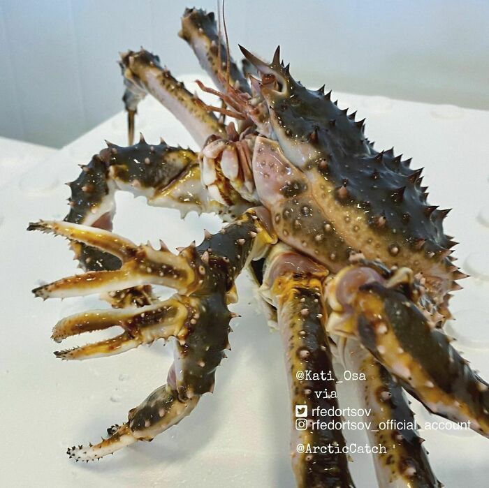 Kamchatka Crab