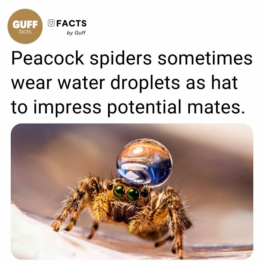 🕷️ Also, Male Peacock Spiders Perform A Colorful Song And Dance Nearly Unrivaled In The Animal Kingdom. But A Study Shows That Their Main Audience—the Females They Aim To Woo—don’t Impress So Easily. ⁠
when A Male Peacock Spider Thinks He Has Spotted A Female, “The World Pretty Much Disappears,” Says Michael Kasumovic Of Australia’s University Of New South Wales, One Of The Study’s Co-Authors. The Spider Then Begins A Series Of Dances—including Moves Scientists Have Dubbed The “Rumble-Rump” And “Grind-Rev”—that Send Literal Good Vibrations Through The Ground Toward The Female.⁠
⁠
once He Has Piqued Her Interest, The Male Unfolds A Brilliantly Colored Abdominal Flap And Then Struts Back And Forth, All The While Frantically Waving Specially Colored, Lengthy Legs.⁠
⁠
_____⁠
⁠
💃 Females Don’t Automatically Swoon To The Males’ Advances, Instead Turning Toward Or Away From Them During Their Initial Vibrations, Based On Interest. Some Females Also Had More Aggressive Responses, Rebuffing Males With Quick Shakes Of Their Abdomens—or Worse. If Females Don’t Like A Male, They’ll Eat Them.⁠
the Females Liked Only 16 Of The 64 Courtship Dances. ⁠
oh And, Males’ Looks Are About Twice As Important As Their Dance Moves, Though Each Plays A Slightly Different Role In Piquing And Retaining A Female’s Interest.⁠
⁠
_____⁠
⁠
source: Link In Our Bio. 🔗