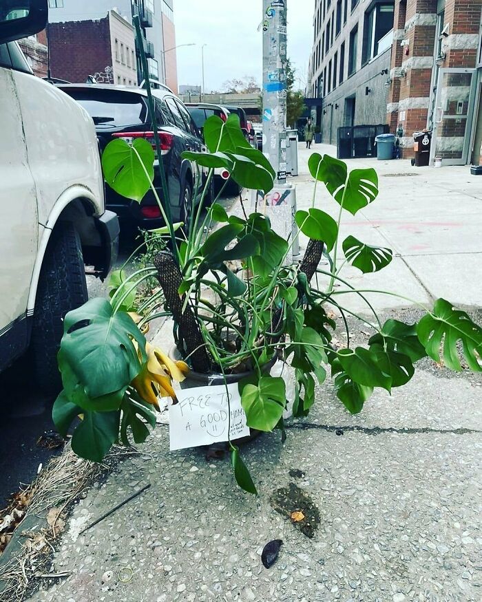 Plant Parents Unite!! Save This Baby! 