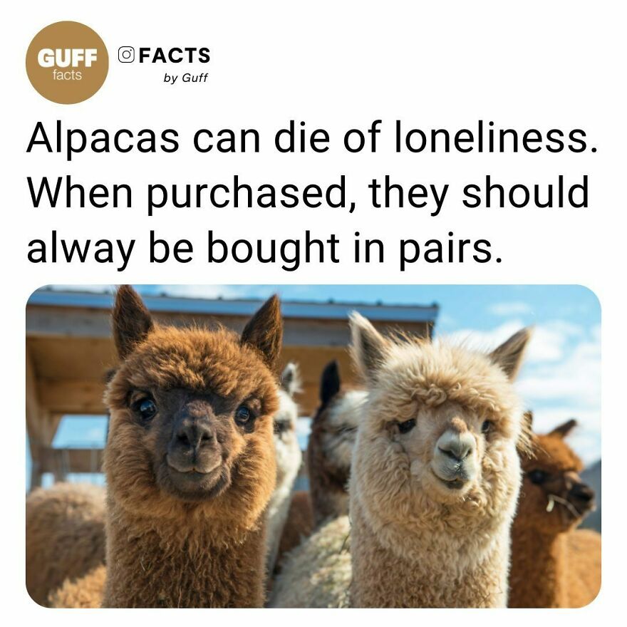🦙 Alpacas Are A Herd Animal, And As Such, They Require Other Alpacas For Socialization And Security. An Individual Alpaca Would Be In A Constant State Of Stress And Sadness, Which Compromise Its Health And Could Eventually Lead To Death.⁠
⁠
an Alpaca Herd Should Have A Minimum Of Three Alpacas. This Allows For One Alpaca To Serve As The Alpha Alpaca And The Remaining Alpacas To Serve As The Supporting Herd. ⁠
⁠
_____⁠
⁠
source: Link In Our Bio. 🔗
