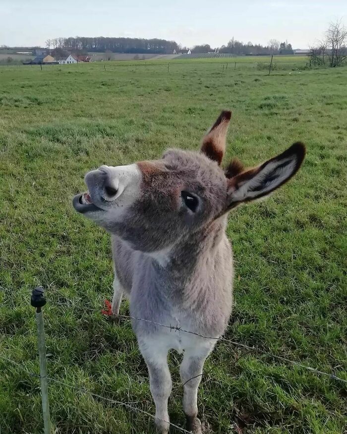 Cutest Donkey Ever!