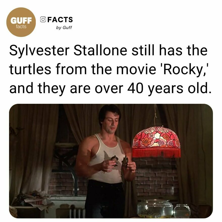 🐢 In 'Rocky,' Stallone Introduced Them To His Romantic Interest Adrian Pennino (Talia Shire) As, “The Exotic Animals I Was Telling You About. These Are My Friends, Cuff And Link,” And Forgetting That He Had Bought Them From Her.⁠
the Actor Was Also A Dad To A Bull Mastiff Named Butkus, Who Appeared In 'Rocky' And 'Rocky II' In 1979.⁠
⁠
stallone Had To Sell Butkus To A Stranger Outside Of A 7-Eleven Store “Because I Couldn’t Afford Food,” He Wrote On Instagram In 2017.⁠
“Then Like A Modern Day Miracle, The Screenplay For Rocky Sold, And I Could Buy Him Back, But The New Owner Knew I Was Desperate And Charged Me $15,000,” Stallone Continued. “He Was Worth Every Penny!”⁠
⁠
_____⁠
⁠
source: Link In Our Bio. 🔗