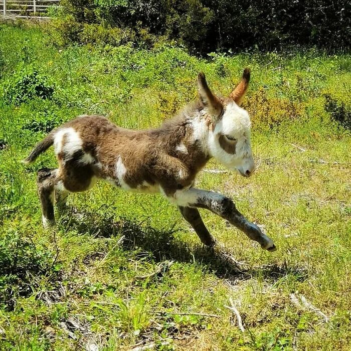 Baby Donkey