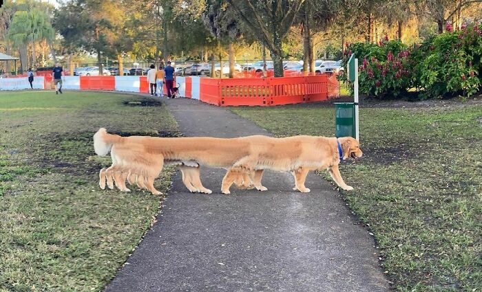 I Think There Was A Glitch In The Matrix At The Dog Park Today