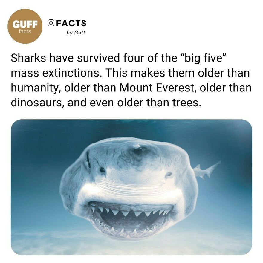 🦈 They Even Managed To Survive During Times When The Ocean Lost Its Oxygen - Including One Such Event In The Cretaceous Period, When Many Other, Larger, Species Died Out. As A Refuge, Sharks Moved Deeper Underwater, Says Experts. And While There, They Had Another Cunning Trick. ⁠
⁠
some Evolved The Ability To Glow In The Dark. Sharks Are Older Than Trees. Sharks Have Existed For More Than 420 Million Years, Whereas The Earliest Tree, Lived Around 350 Million Years Ago.