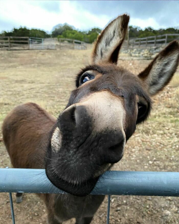 Donkey Fun