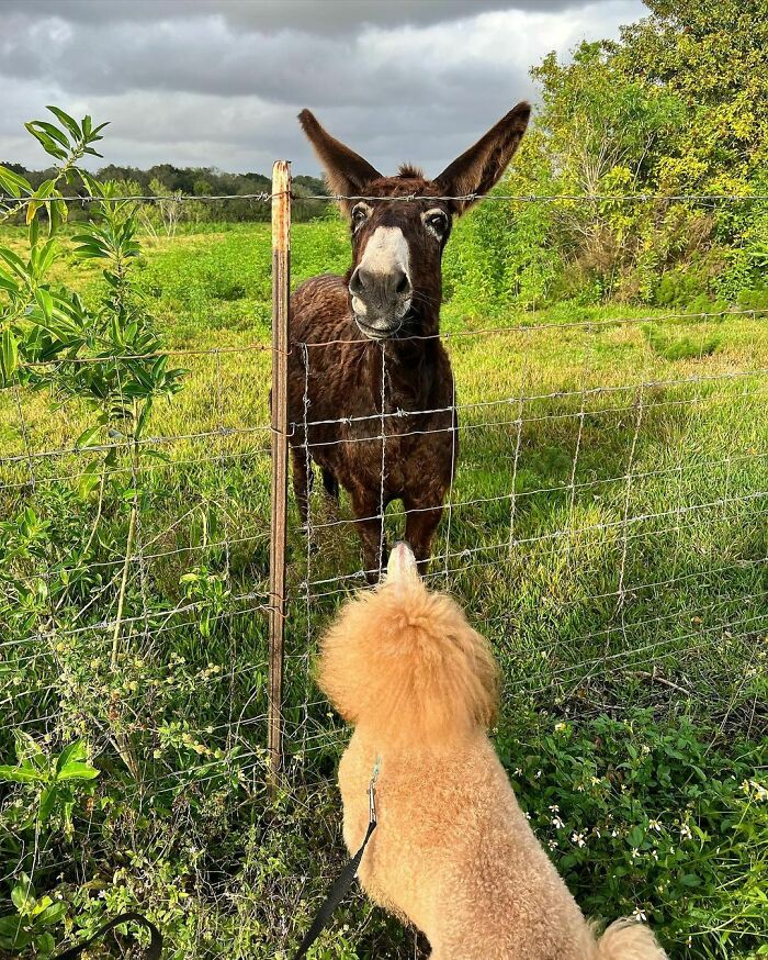 Made A Donkey Friend Today On Our Pack Walk