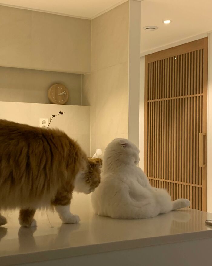 Cat Refuses Owner’s Attempts At Cuddling, And It Has Gone Viral On The Internet Cat Refuses Owner’s Attempts At Cuddling, And It Has Gone Viral On The Internet