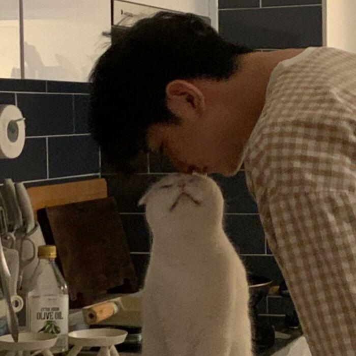 Cat Refuses Owner’s Attempts At Cuddling, And It Has Gone Viral On The Internet Cat Refuses Owner’s Attempts At Cuddling, And It Has Gone Viral On The Internet