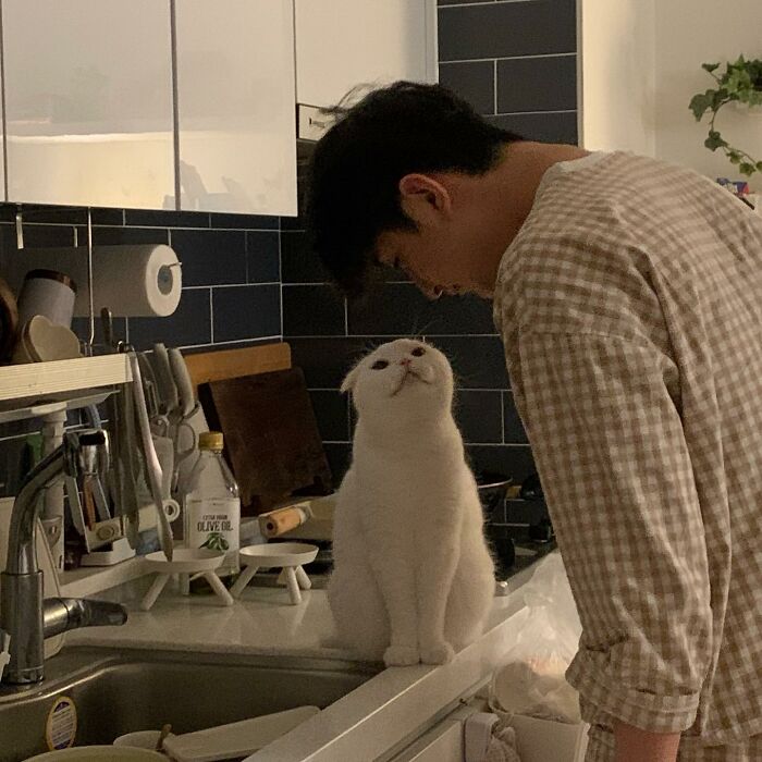 Cat Refuses Owner’s Attempts At Cuddling, And It Has Gone Viral On The Internet Cat Refuses Owner’s Attempts At Cuddling, And It Has Gone Viral On The Internet