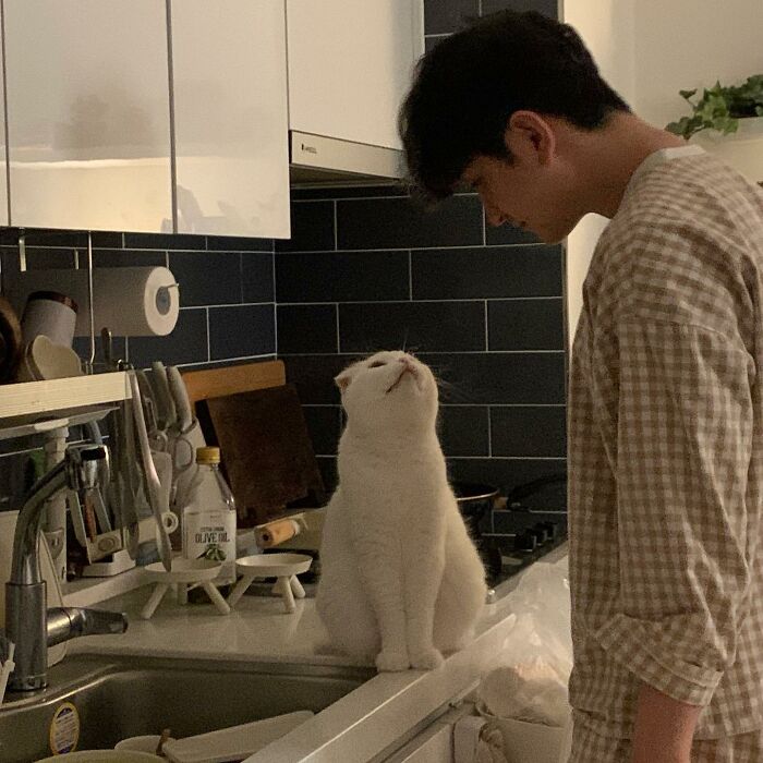 Cat Refuses Owner’s Attempts At Cuddling, And It Has Gone Viral On The Internet Cat Refuses Owner’s Attempts At Cuddling, And It Has Gone Viral On The Internet