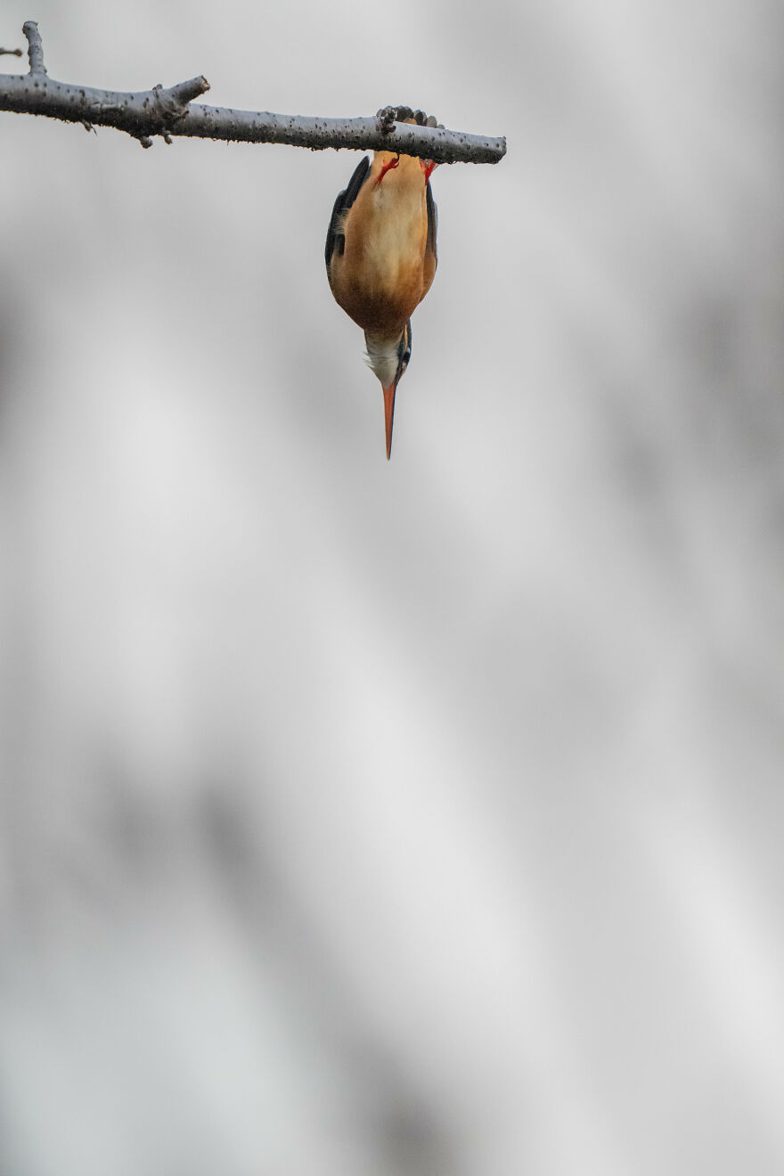I Capture Every Move Of Diving Kingfishers