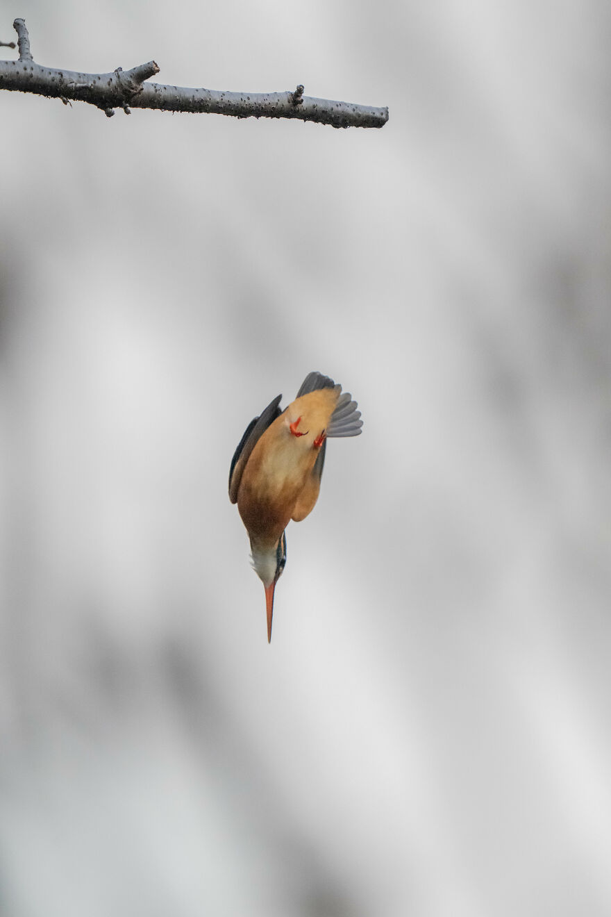 I Capture Every Move Of Diving Kingfishers