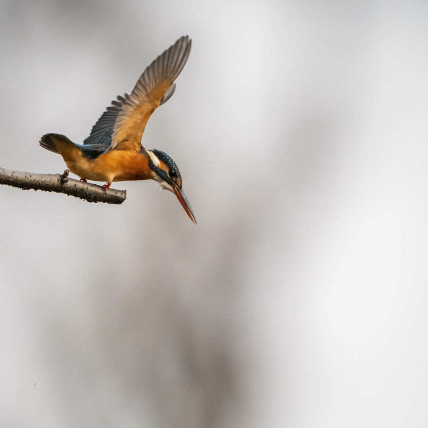I Capture Every Move Of Diving Kingfishers