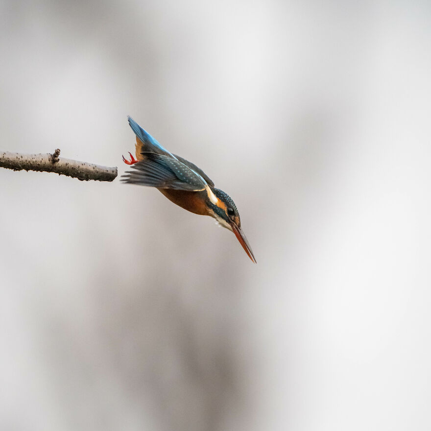 I Capture Every Move Of Diving Kingfishers