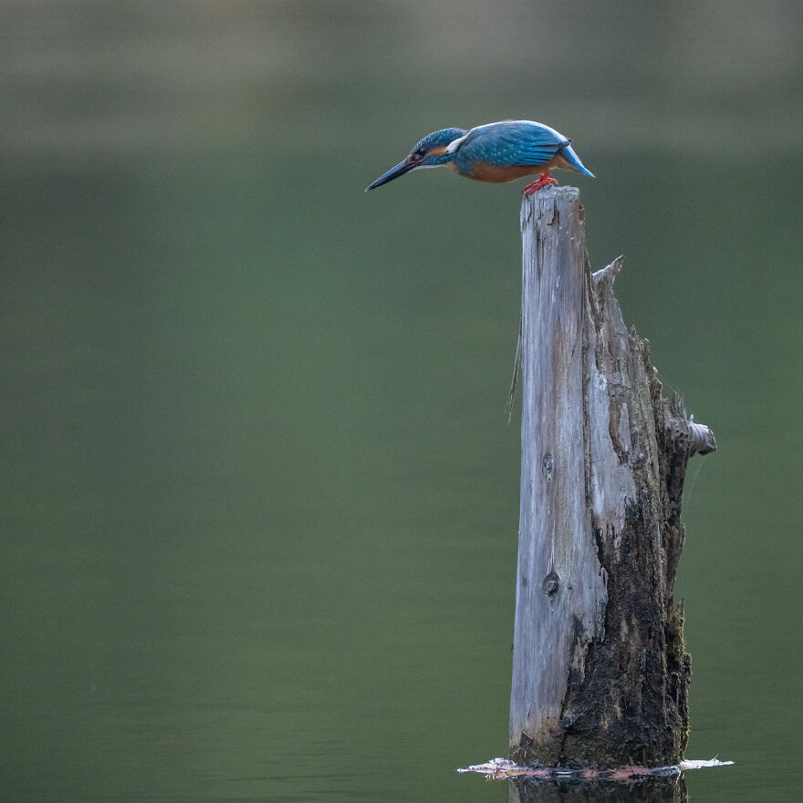 I Capture Every Move Of Diving Kingfishers