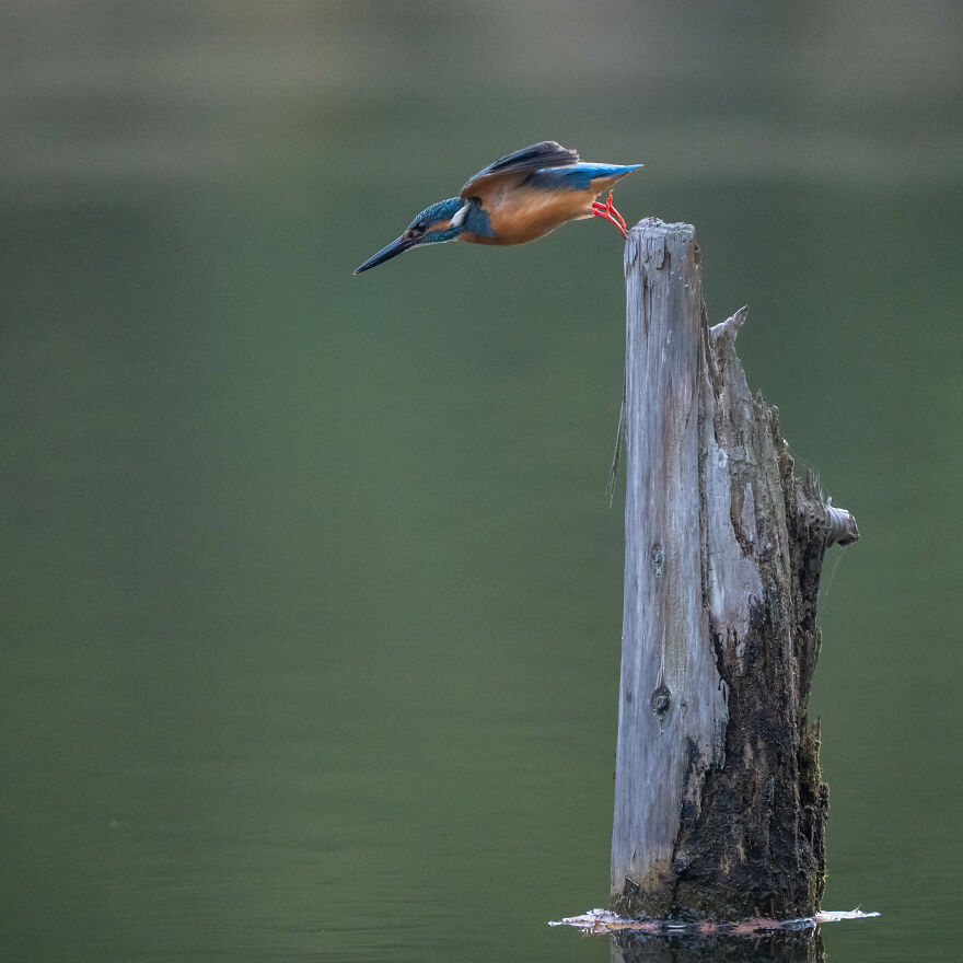 I Capture Every Move Of Diving Kingfishers