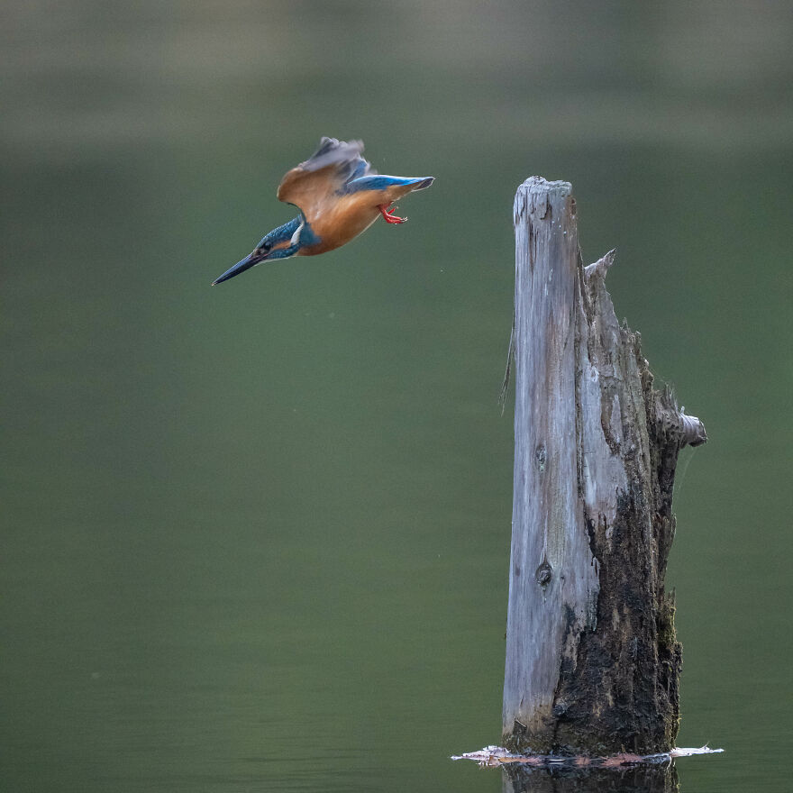 I Capture Every Move Of Diving Kingfishers
