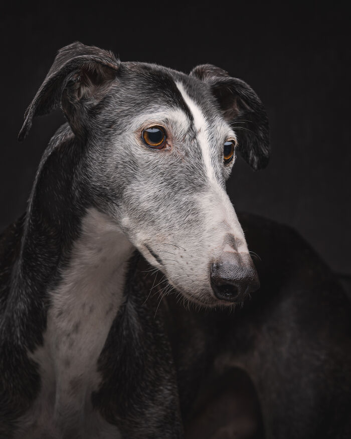 Dia Del Galgo– World Galgo Day