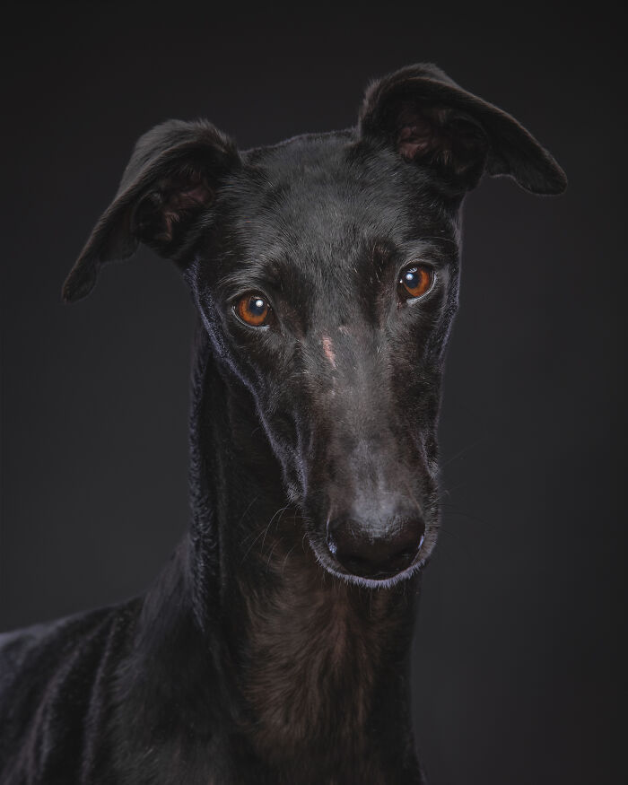 Dia Del Galgo– World Galgo Day