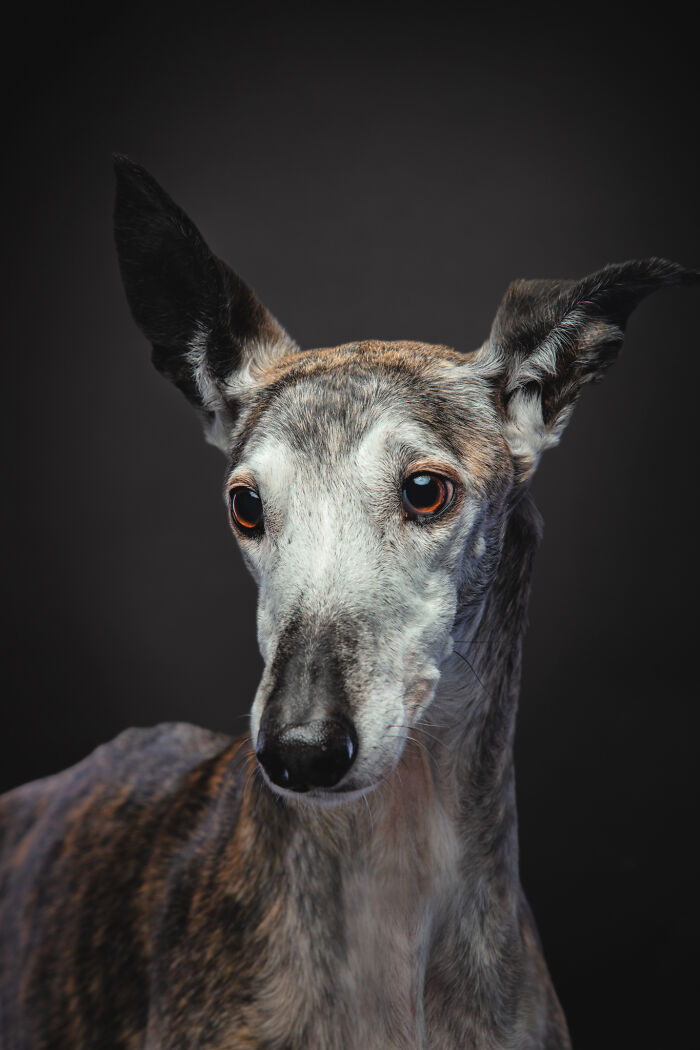 Dia Del Galgo– World Galgo Day