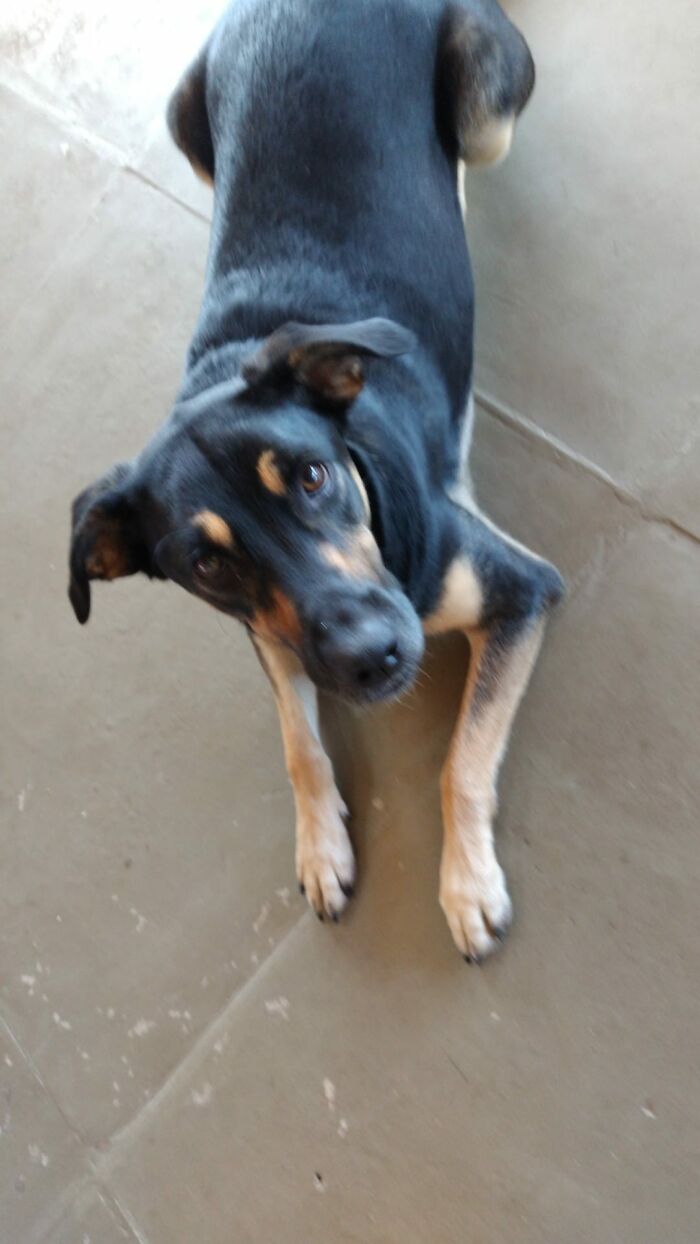 Woman Asked For Help On Social Media After Finding Abandoned Dog With A Note “I’m Sorry, Please Take Care Of Her” Woman Asked For Help On Social Media After Finding Abandoned Dog With A Note “I’m Sorry, Please Take Care Of Her”