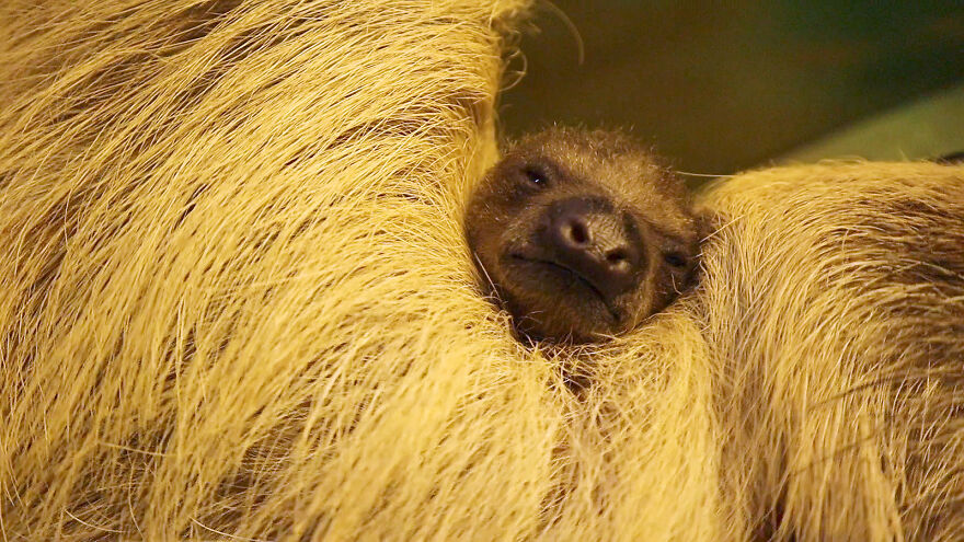 Sussex Zoo Discovers Sloth-Tastic Surprise Baby!