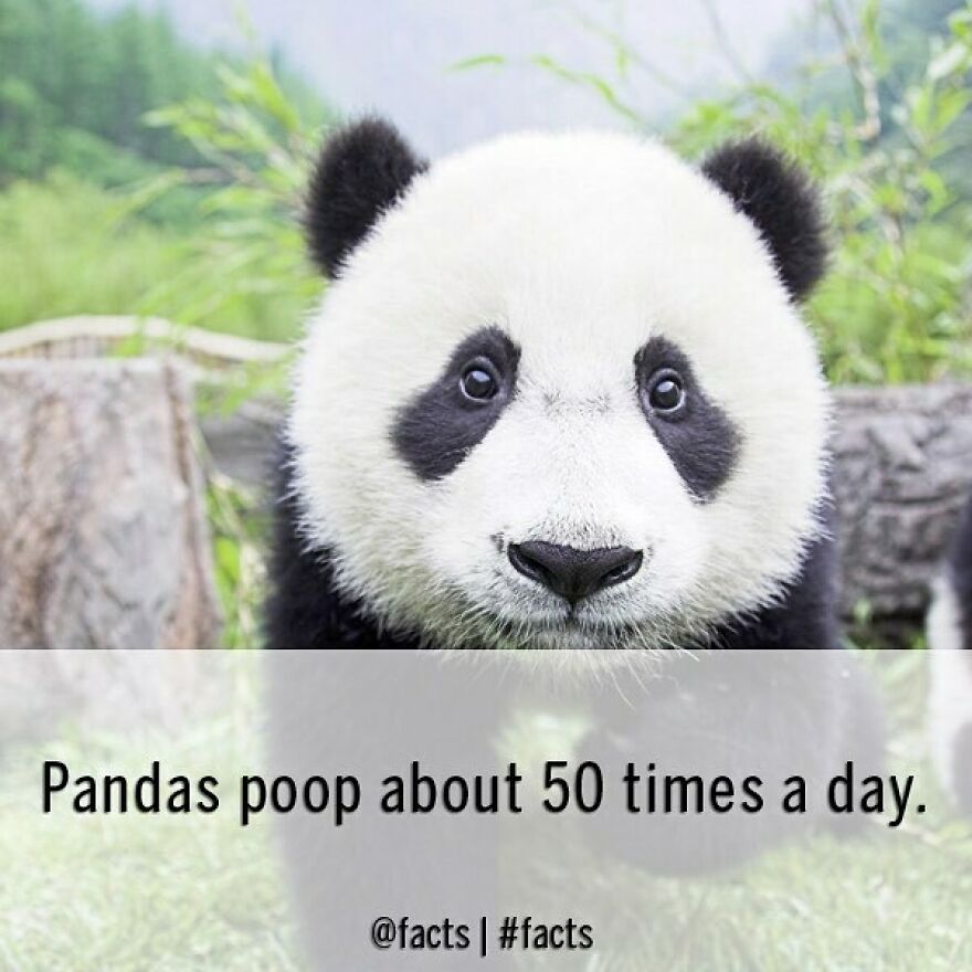 #facts #pandas #endangered #cute #animal