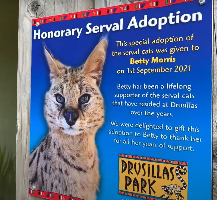 This 100-Year-Old Woman Had A Lifelong Ambition To Meet A Serval Cat And Her Dream Came True This 100-Year-Old Woman Had A Lifelong Ambition To Meet A Serval Cat And Her Dream Came True