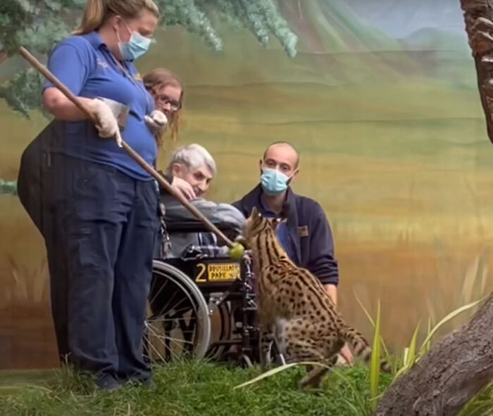 This 100-Year-Old Woman Had A Lifelong Ambition To Meet A Serval Cat And Her Dream Came True This 100-Year-Old Woman Had A Lifelong Ambition To Meet A Serval Cat And Her Dream Came True