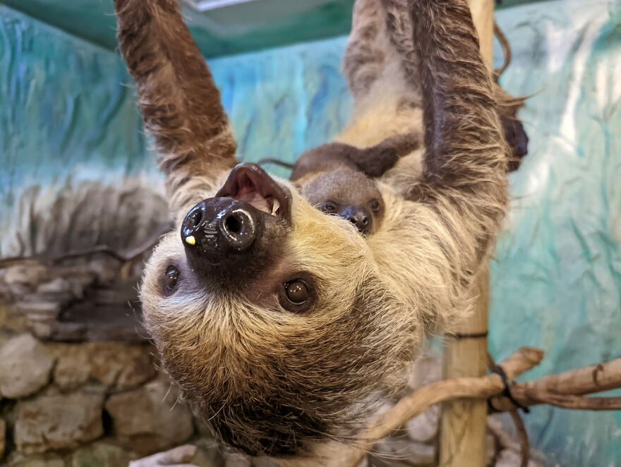Sussex Zoo Discovers Sloth-Tastic Surprise Baby! Sussex Zoo Discovers Sloth-Tastic Surprise Baby!