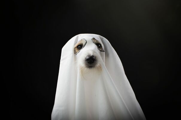 Ghost-Dog-61f040dff3ee7.jpg