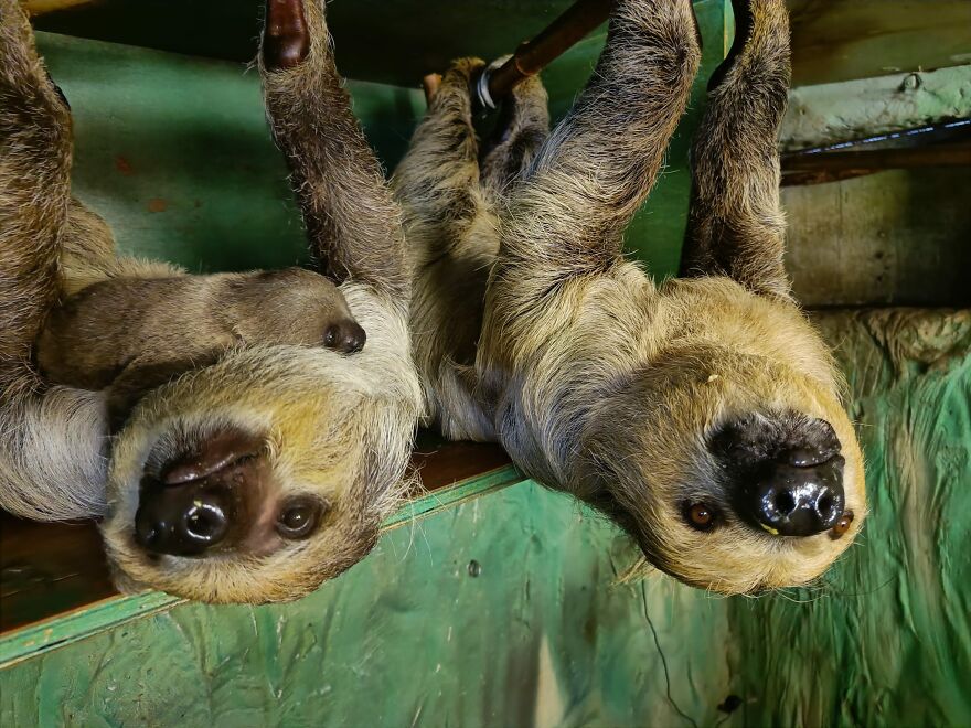 Sussex Zoo Discovers Sloth-Tastic Surprise Baby!