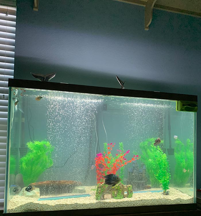 I Have Basically A Giraffe Catfish, Cichlids, And A Knife Fish