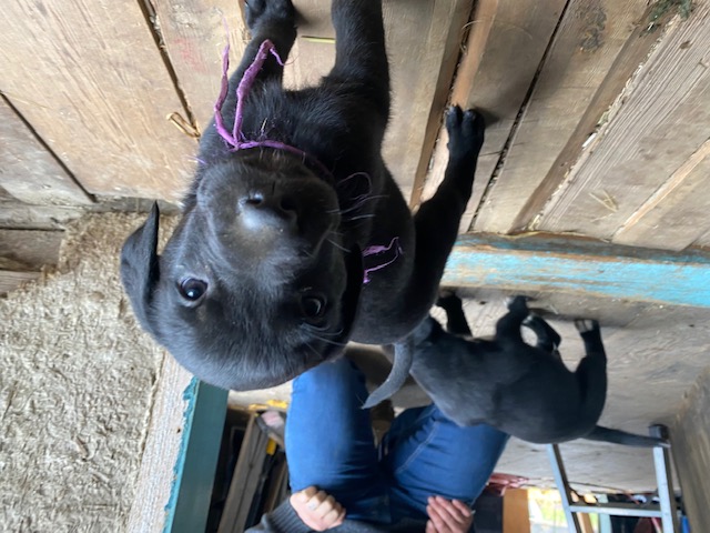 Hey Pandas, Post A Pic Of Your Pet!