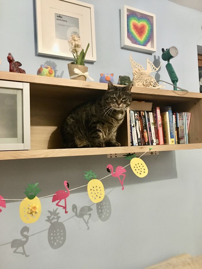 Couldn’t Figure Out How He Got There!