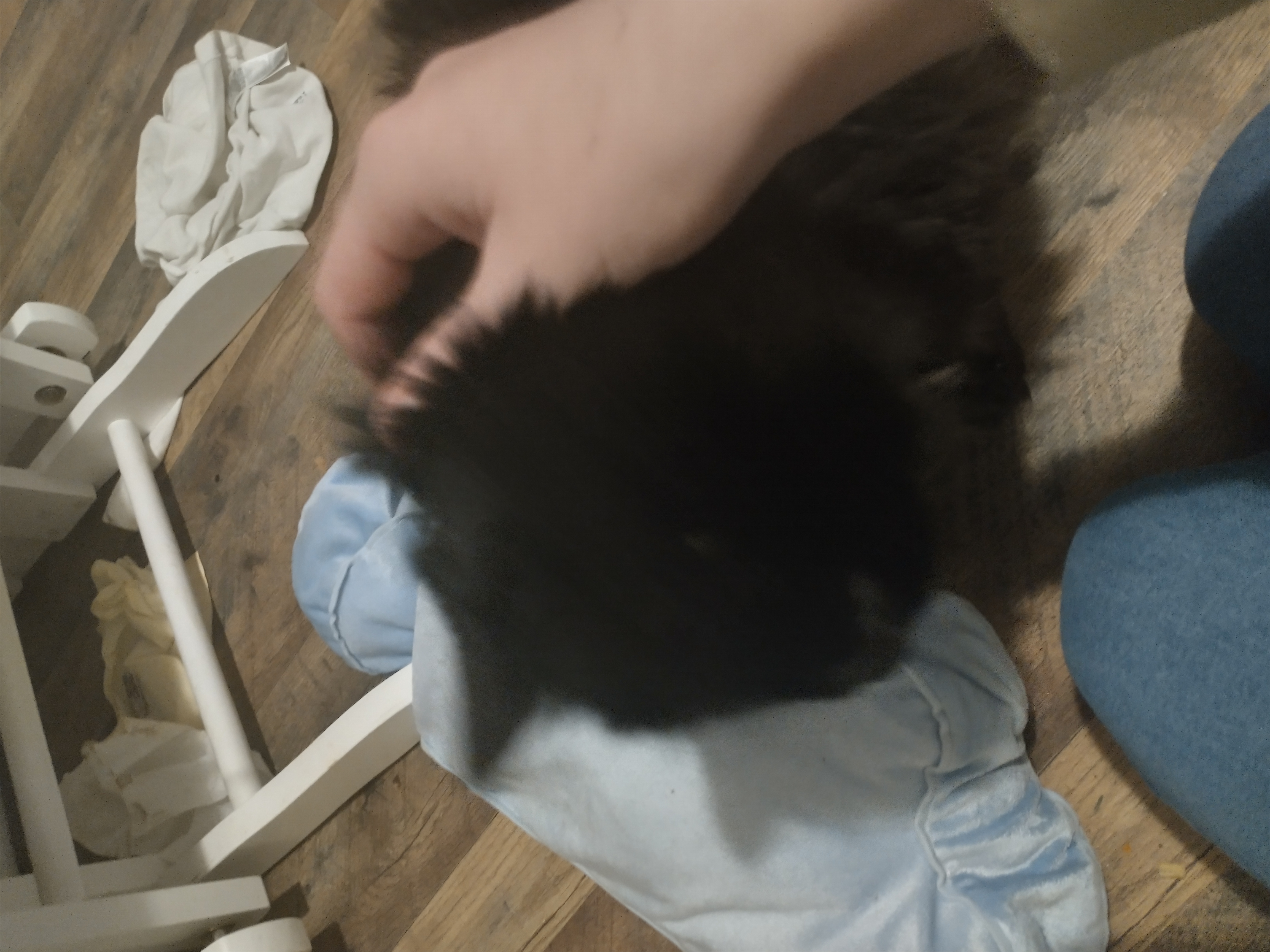 Hey Pandas, Post A Picture Of Your Pet (S)