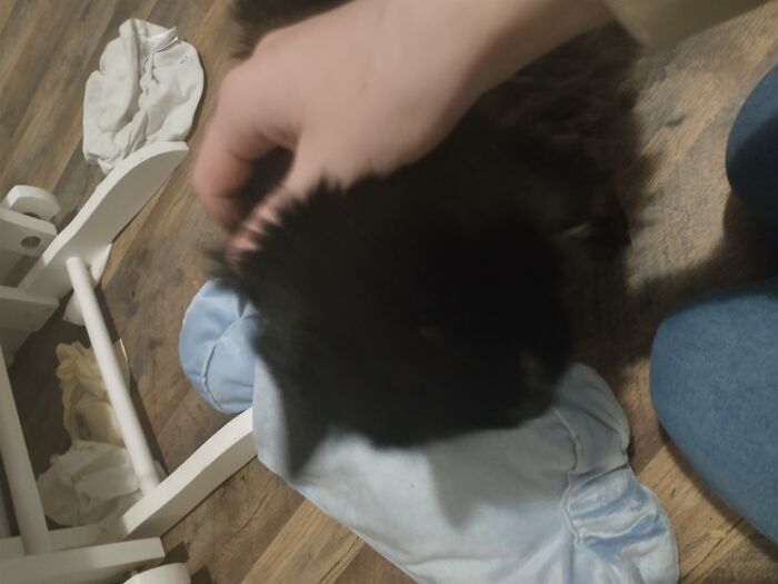 This Is Kitty, He's 17-18, I Don't Remember His Exact Age, In Human Years Not The Weird X7 Thing.