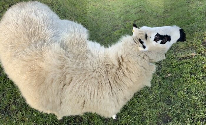 My Sheep Looks Like A 6-Eyed Llama