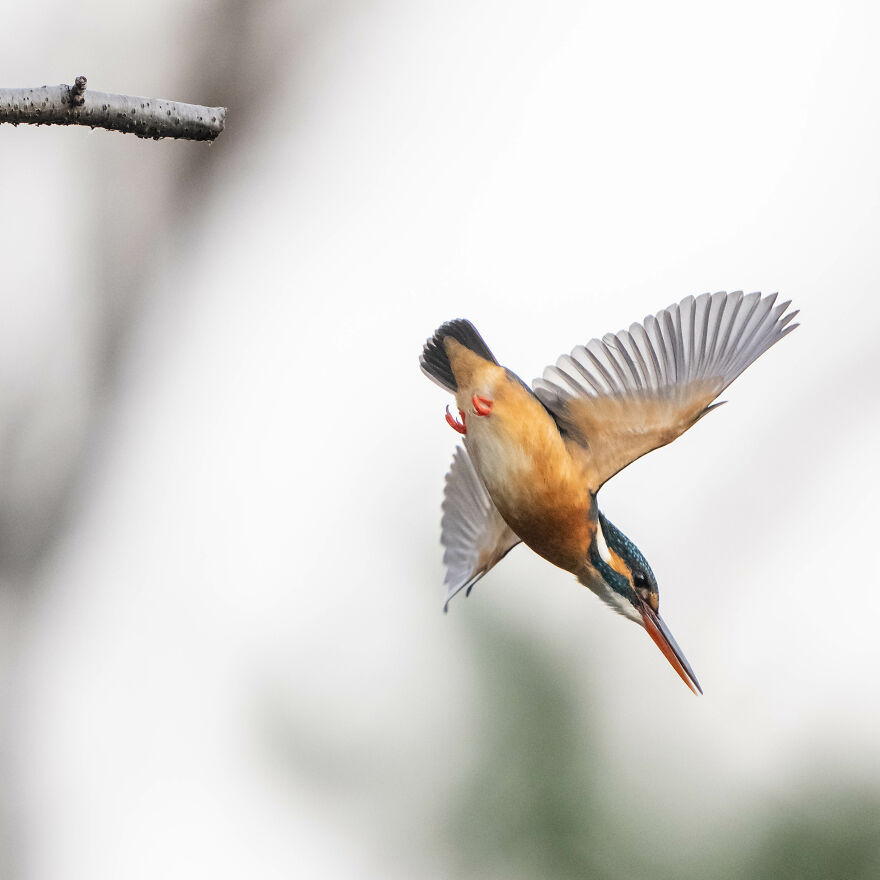 I Capture Every Move Of Diving Kingfishers